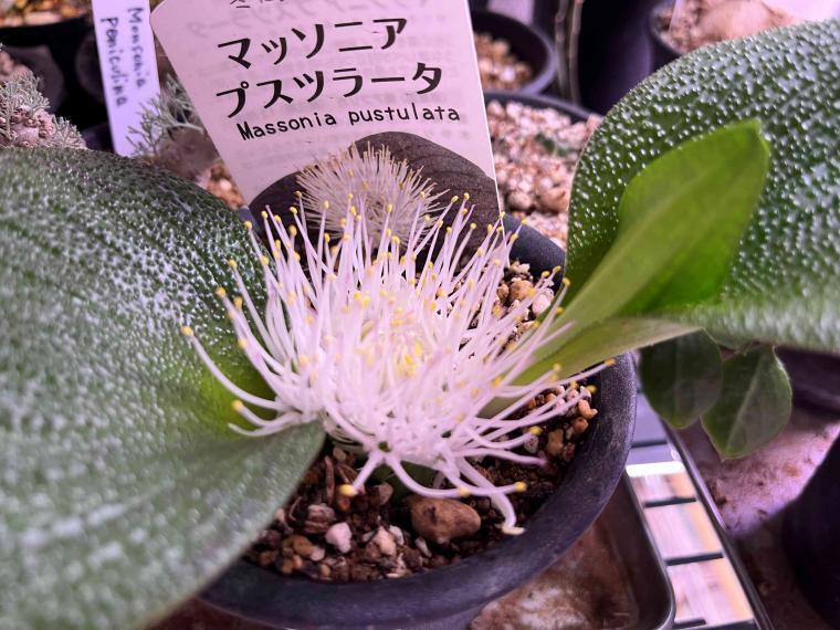 新年のご挨拶