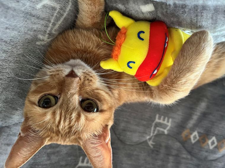 入学おめでとうございます